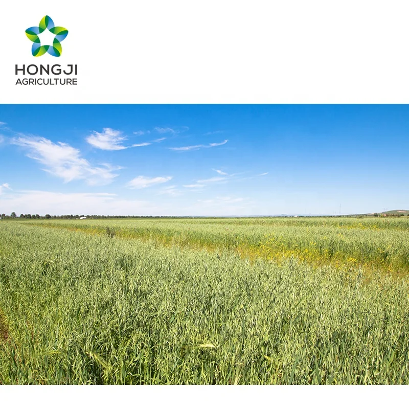 Зерна овса семена