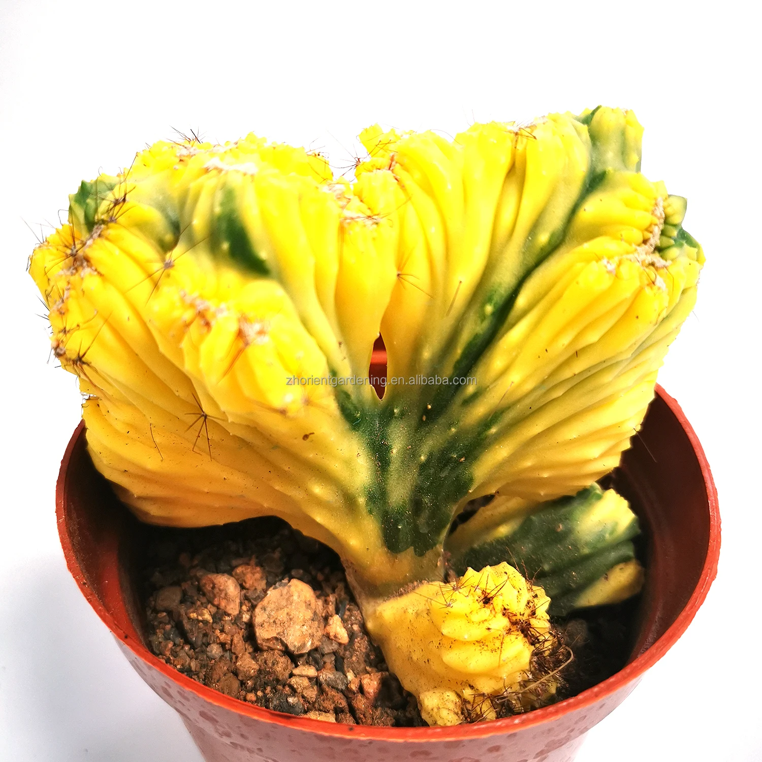 Cactus succulents wholesale live plants