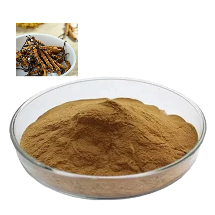 Cordyceps Sinensis Oral Liquid Solvent Extracted Mushroom Extract Powder Health Food Vacuum Packed Drum Packaging