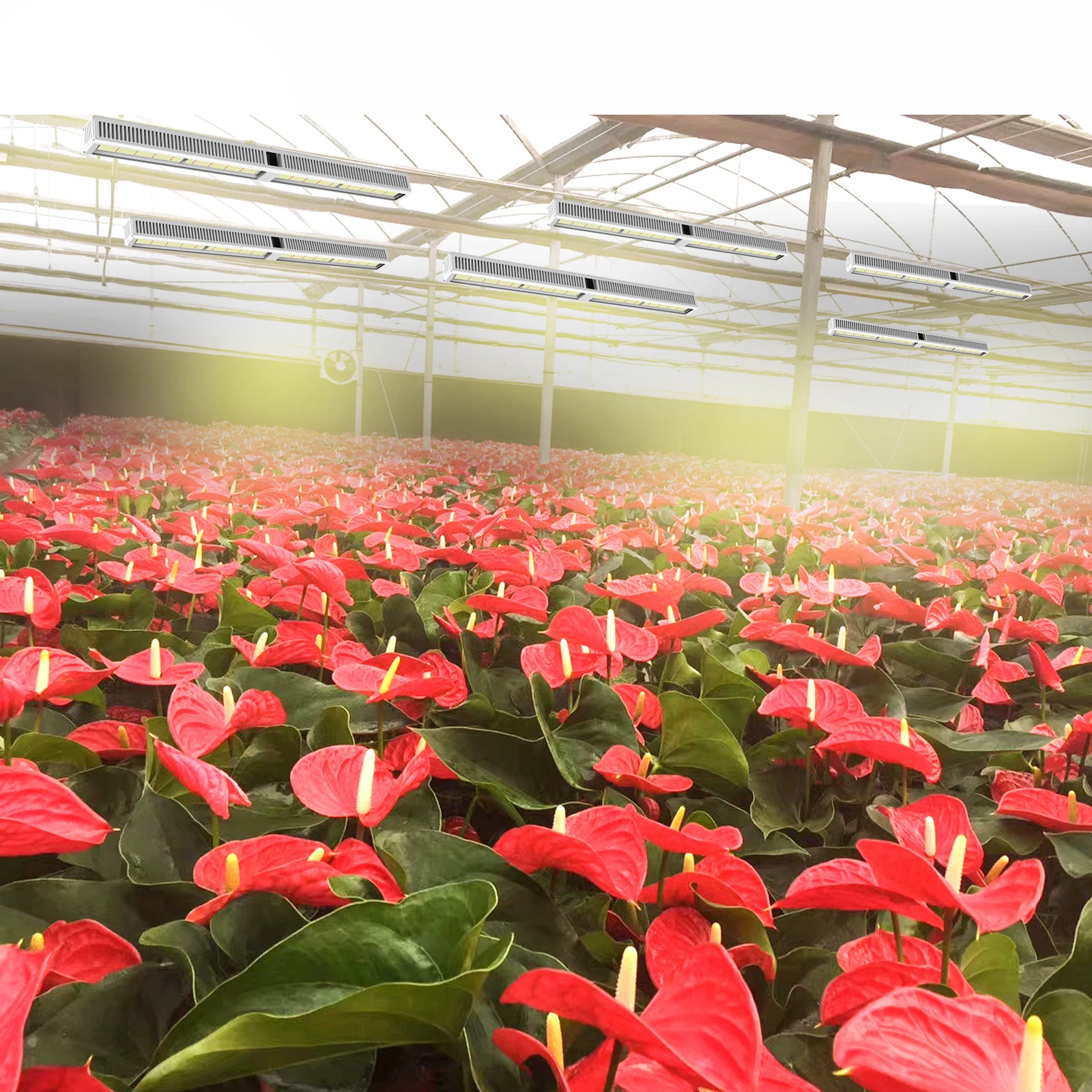 600 Вт samsung lm301h evo growing Lights Большая теплица светодиодная промышленная лампа для выращивания растений гидропоники