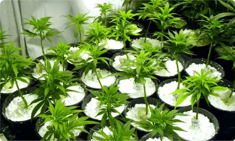  Agricultural horticultural bulk expanded perlite price for
