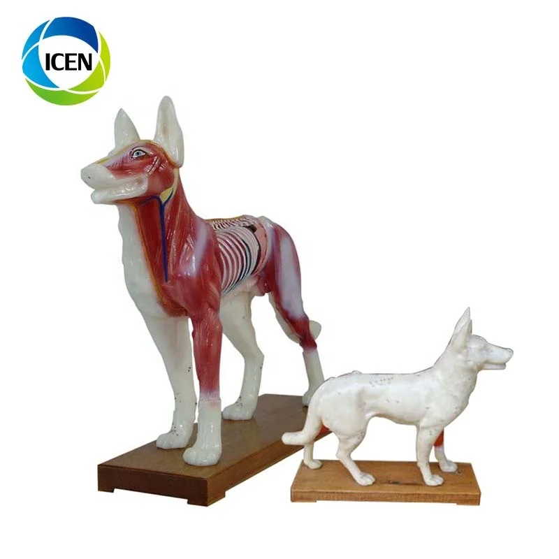 IN-502  Medical Cow Anatomic Acupuncture 3d animal model