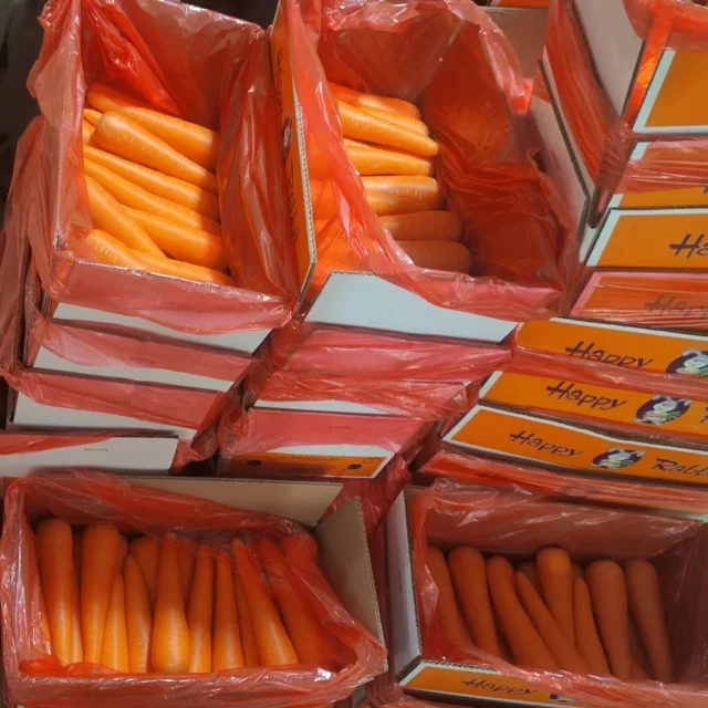 Cheap Price Chinese New Crop Fresh 150-300 G Carrots Fresh 100% For Sale