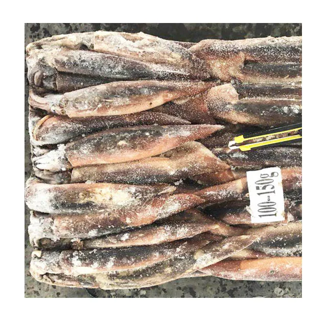 Illex Frozen Whole Round Squid