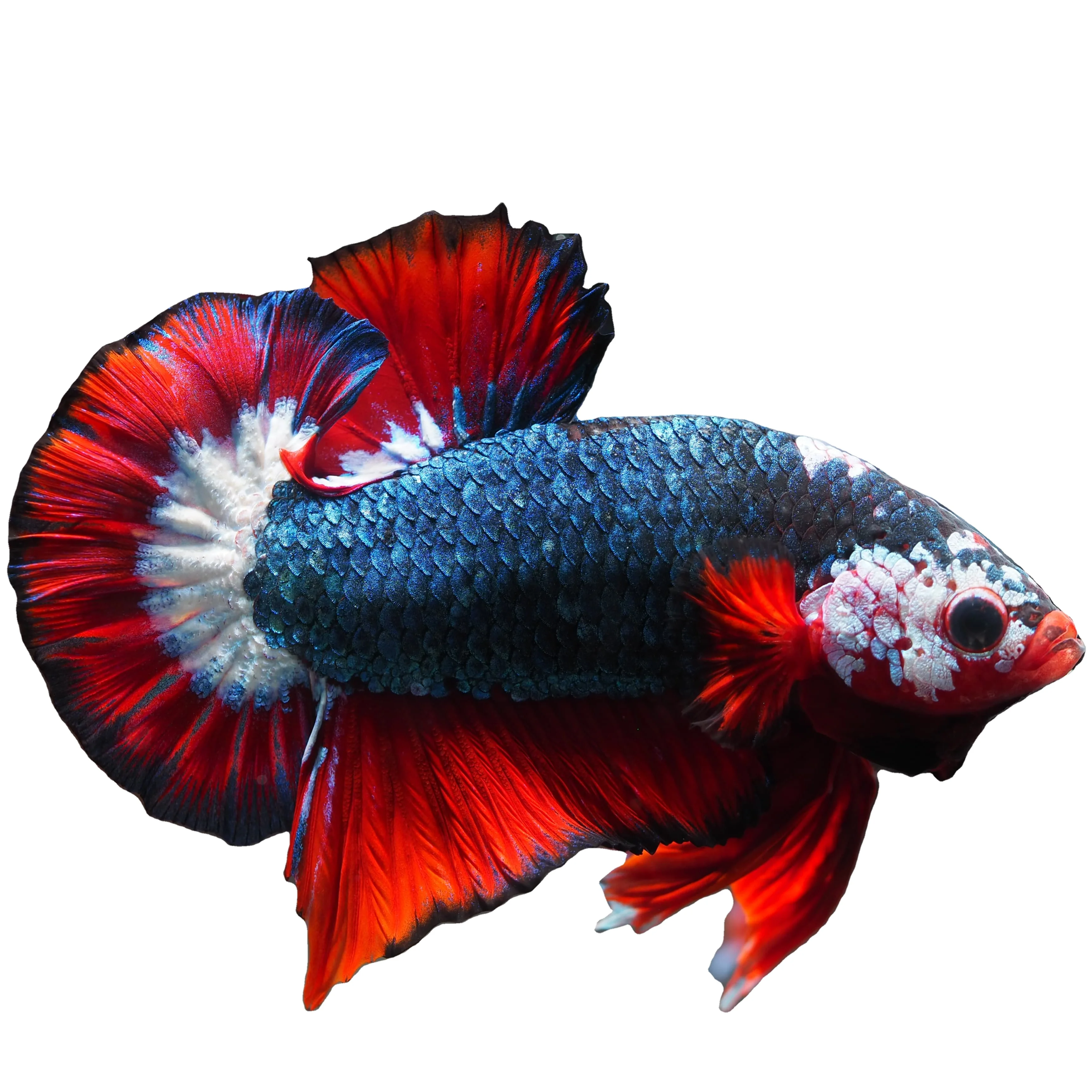 
HMPK THAILAND BETTA- Muticolor Thailand Betta Fish Premium Quality Plakat Siamese Fighting Fish Ornamental Aquariums 