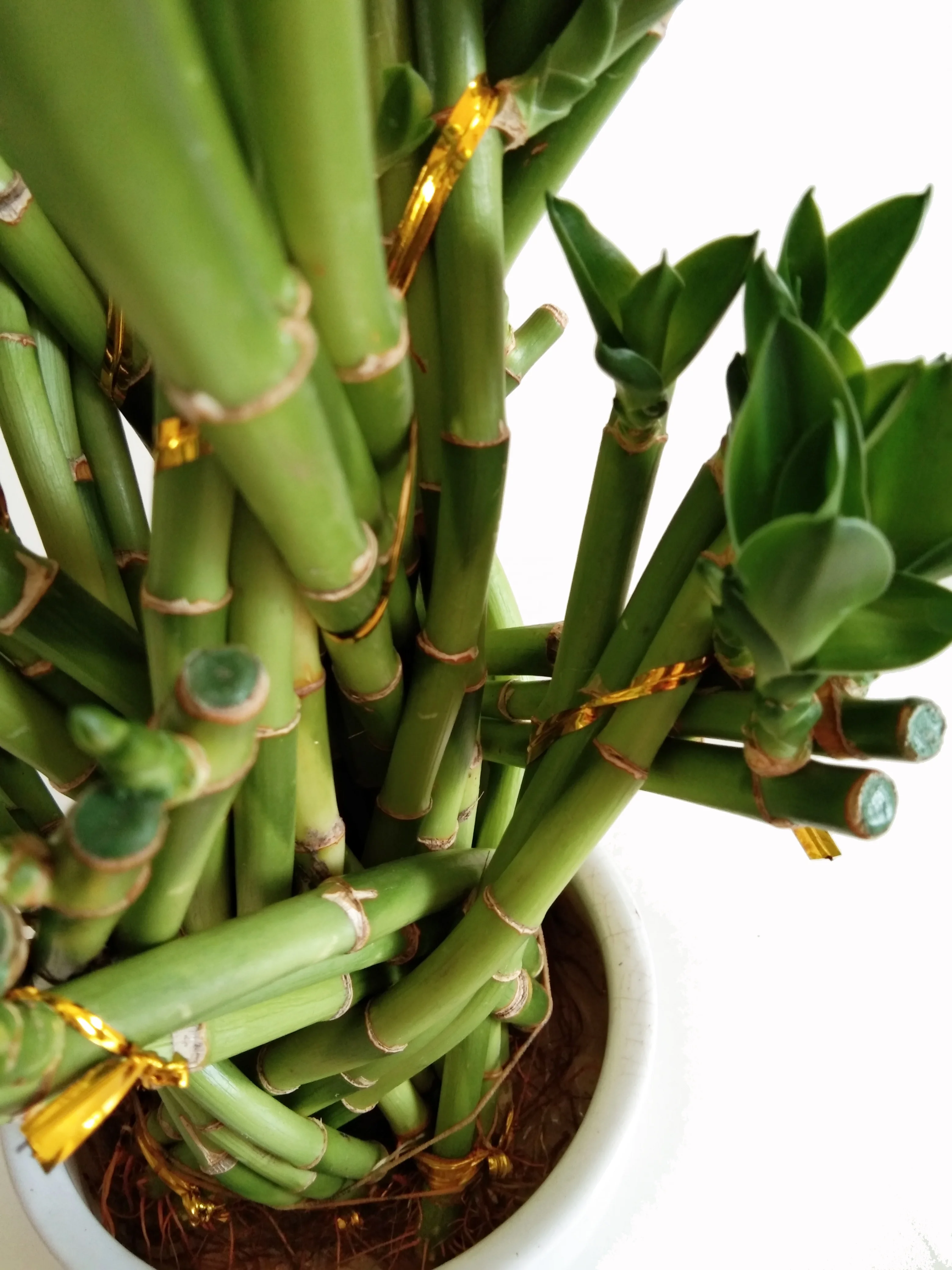 Indoor basket Bamboo lucky Bonsai Nursery Garden Plant