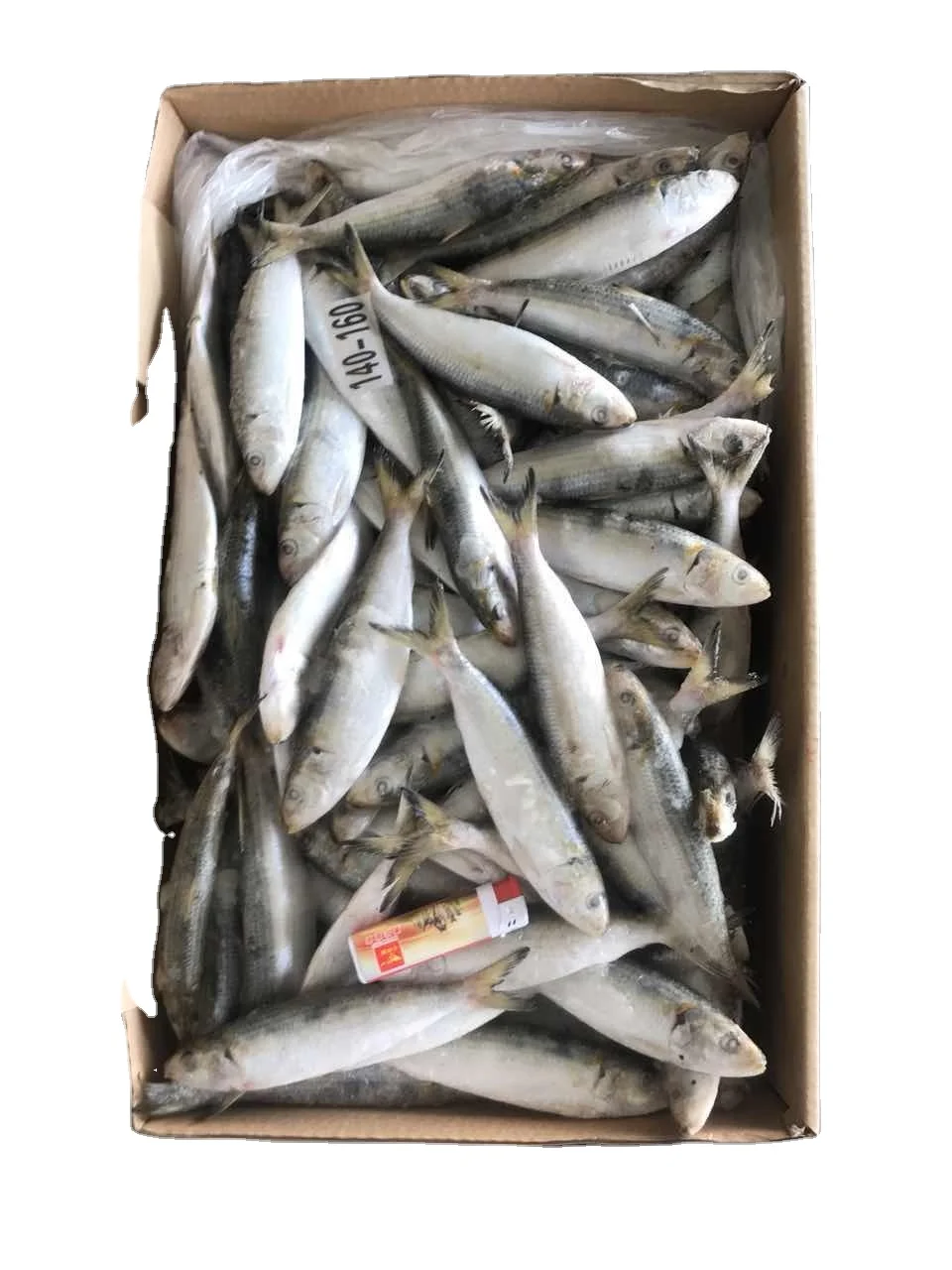 FROZEN SARDINE