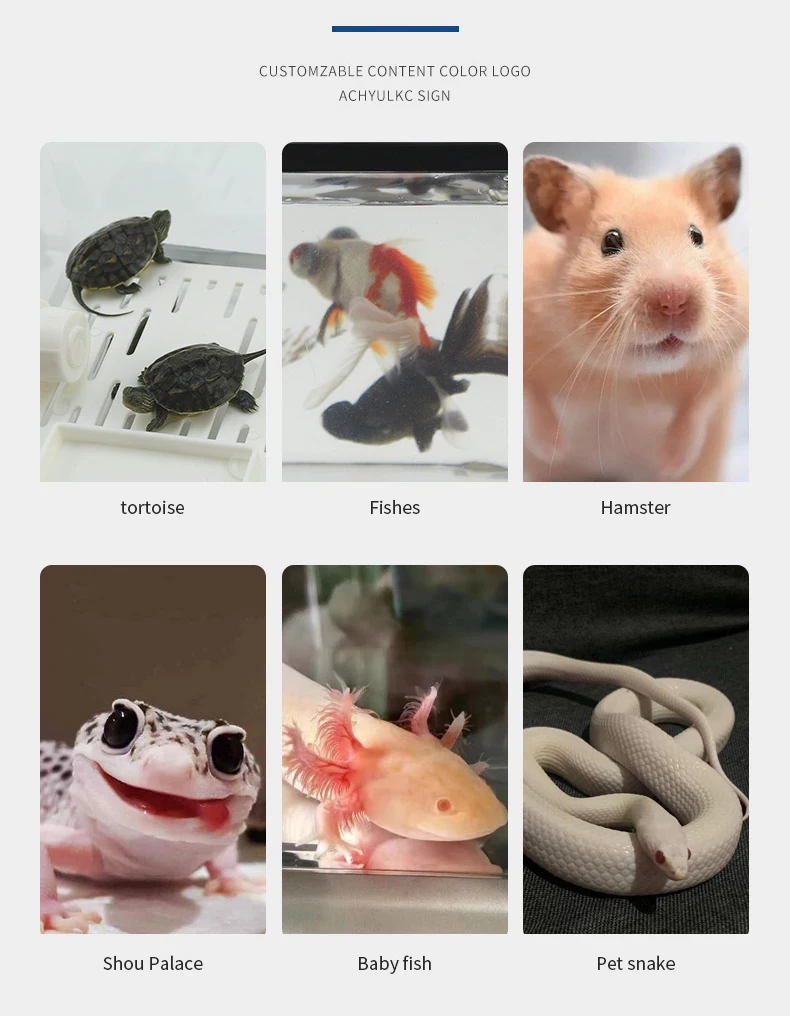 Portable Plastic Reptile Breeding Cage For Insect And Small Reptile Keeping