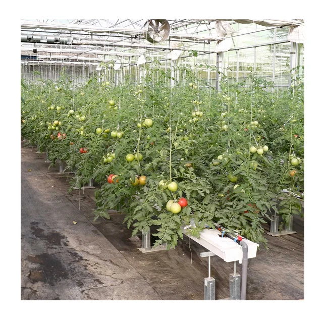 Agricultural Tomato Greenhouse Film Green Houses Tomato Hydroponic System for Tomato
