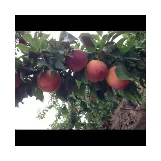 
Professional farm wholesale without any added safe fresh plums 