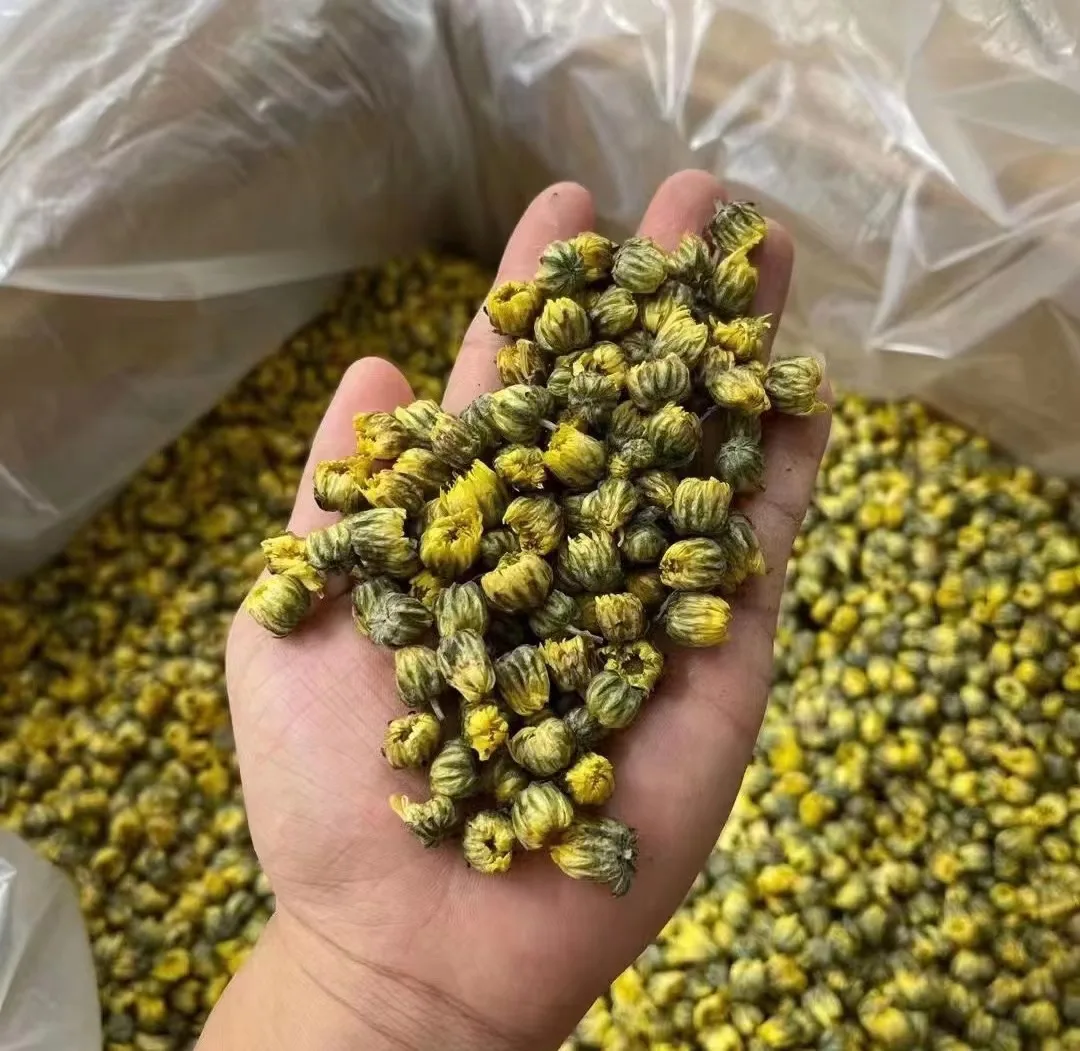 Tai ju Supply natural health products embryo chrysanthemum for tea