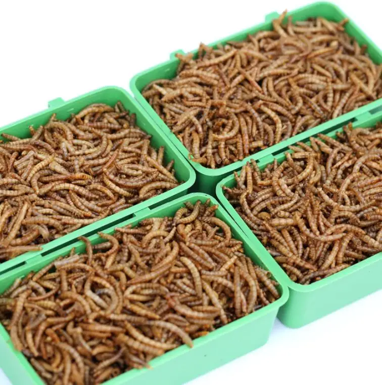 100% pure Dried larval form whole mealworm body for pet food