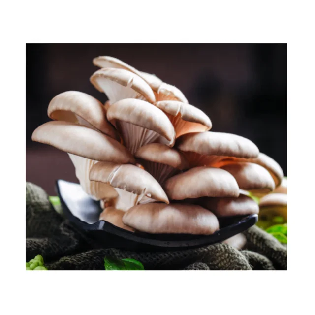 
Fresh Best Selling Wholesale Cheapest Pleurotus Ostreatus 