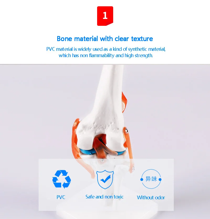 BIX-A1025 Artificial Natural size anatomical skeleton model, human knee joint model