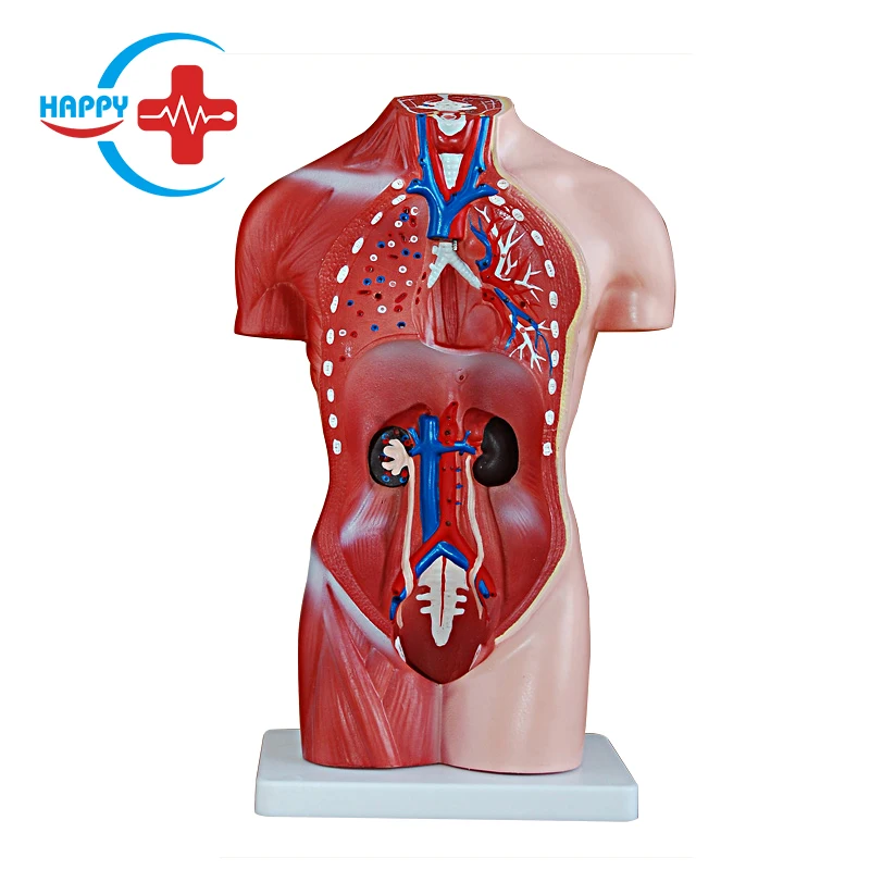 HC-S244 Medical Science 42CM Female Torso Model 13 Pieces Human Torso Training Models