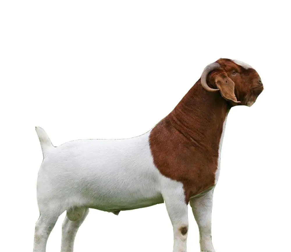 
Live Pure Breed Boer Goat / 100% Full Blood Live Boer Goats / Live Goats..for Distribution 