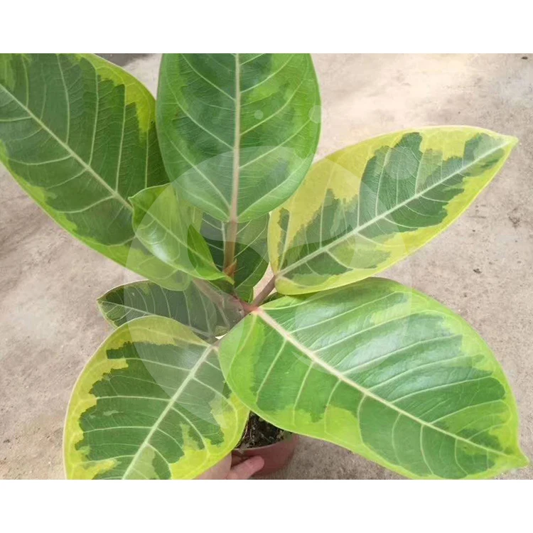  Китайский производитель натуральное растение Ficus altissima cv.Variegata