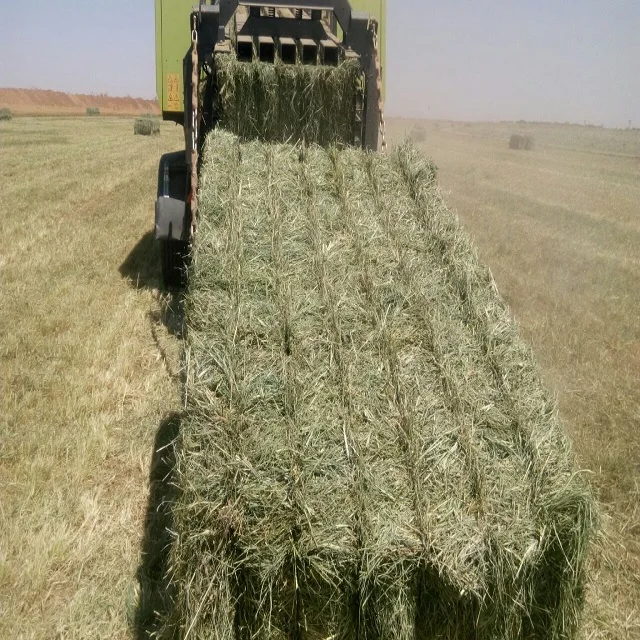 Top Quality Rhodes Grass hay bales From Pakistan