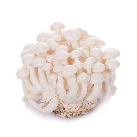 
Large wholesale of fresh white jade mushroom 