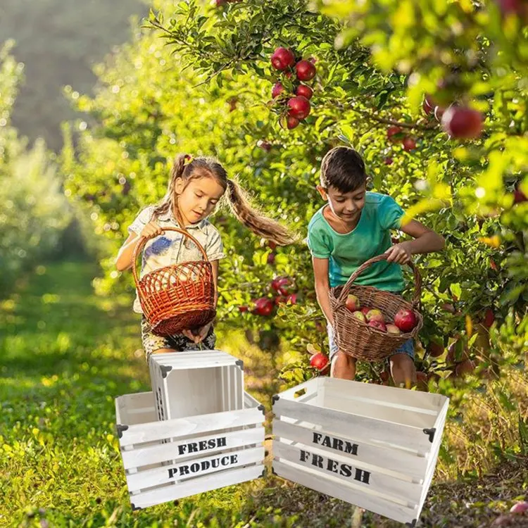 Набор из 3 сортов овощей для сада и фермы