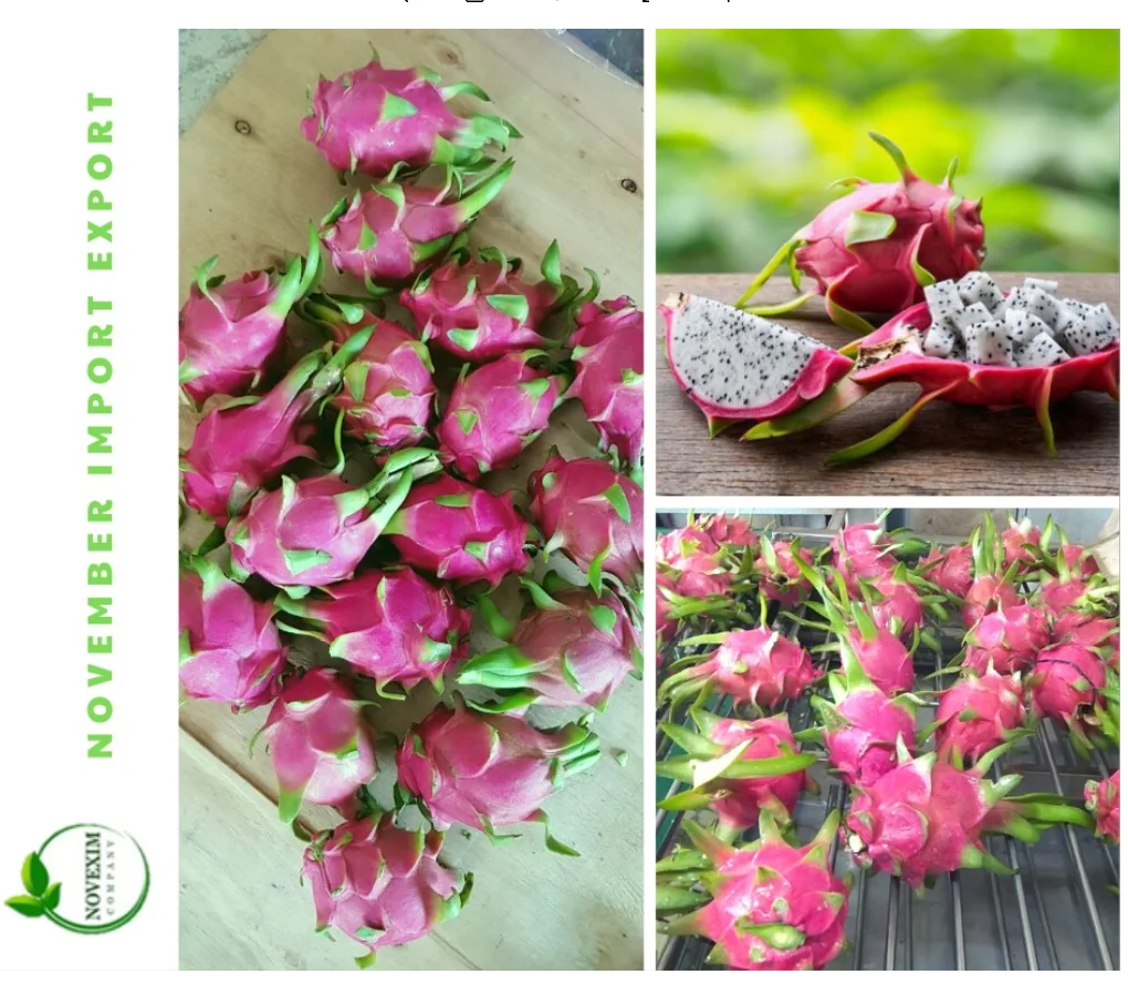 FRESH DRAGON FRUIT EXPORT TO INDIA /+84 901445086