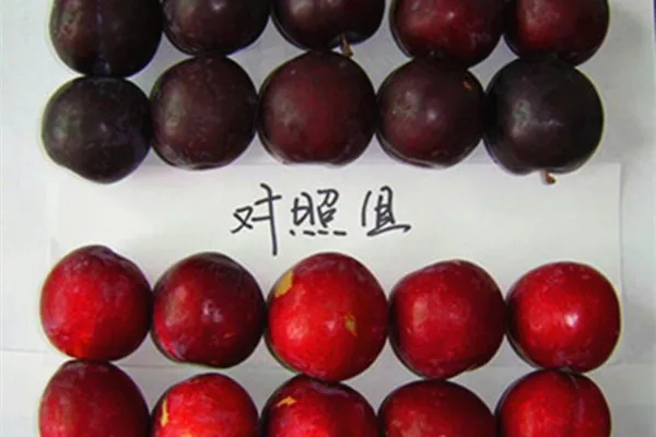 Fresh Keeping Agent 1mcp price 1-mcp 1 Methylcyclopropene 1 MCP Powder