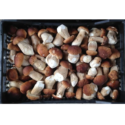 Eco-Friendly Plastic Buckets Prepacking GOST standard Boletus Edulis Fresh Ceps Mushroom  With Vitamins and Minerals