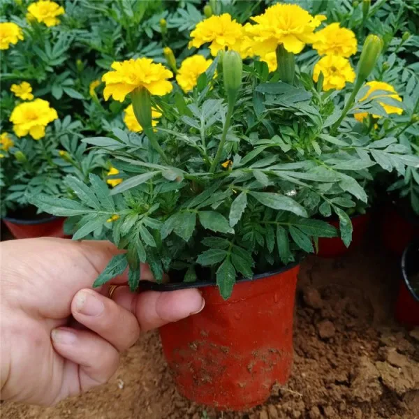 Durable Home Garden Supplies Flowerpot Multiple Sizes Nursery Succulents Planter Transplant Plastic Flower Pot