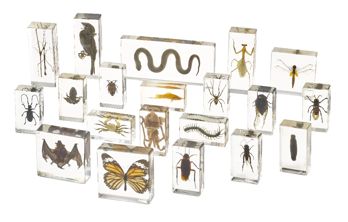 Teaching Aids Sea Anemone Sample for School Insect Resin Specimens Resin Specimen for Collection