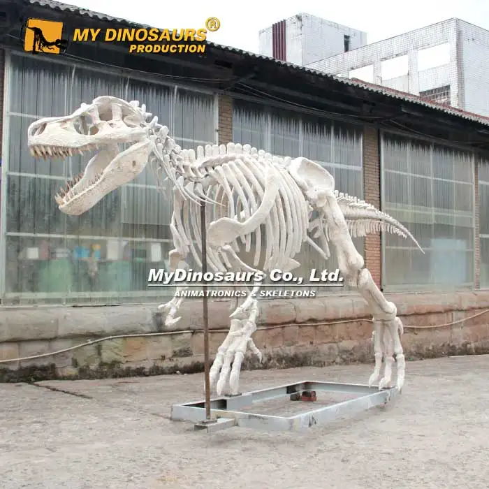 MYDINO Скелет Юрского динозавра музей качественный детский скелет ископаемый