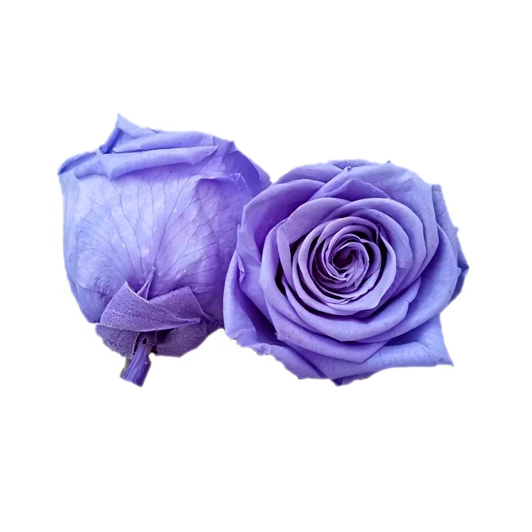 New Arrival Preserved Flower 5-6cm Preserved Rose Head For Decoration Or Gift