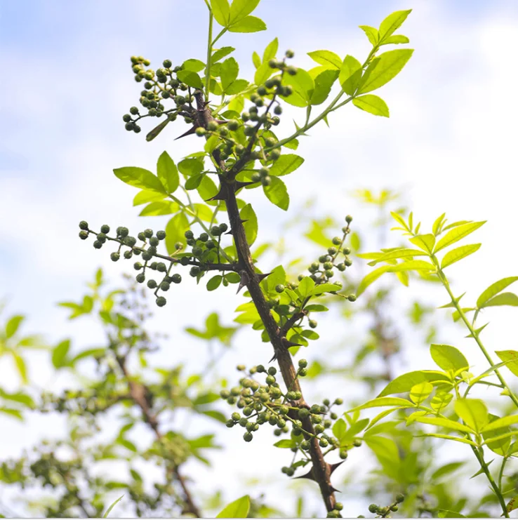 High Quality Szechuan Green Pepper  For Sale Green Peppercorns Chilli Food Season&Condiments