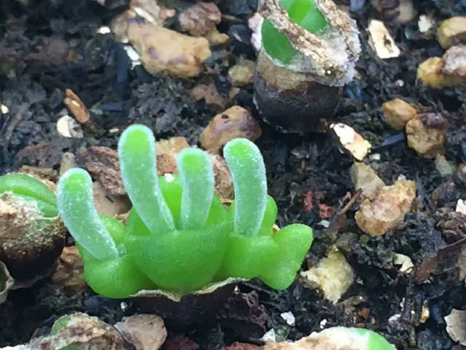 
Indoor perennial nature product Succulent plant MonilariaobconicaIhlenf.&Joergensbalcony 