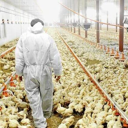 Распродажа оборудования для птицеводческой фермы Эфиопии