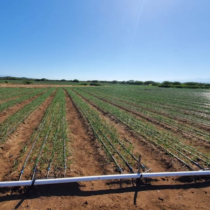 1 Hectare Drip Irrigation Systems Other Watering & Irrigation Flat Emitter Drip Tape Agriculture Irrigaiton