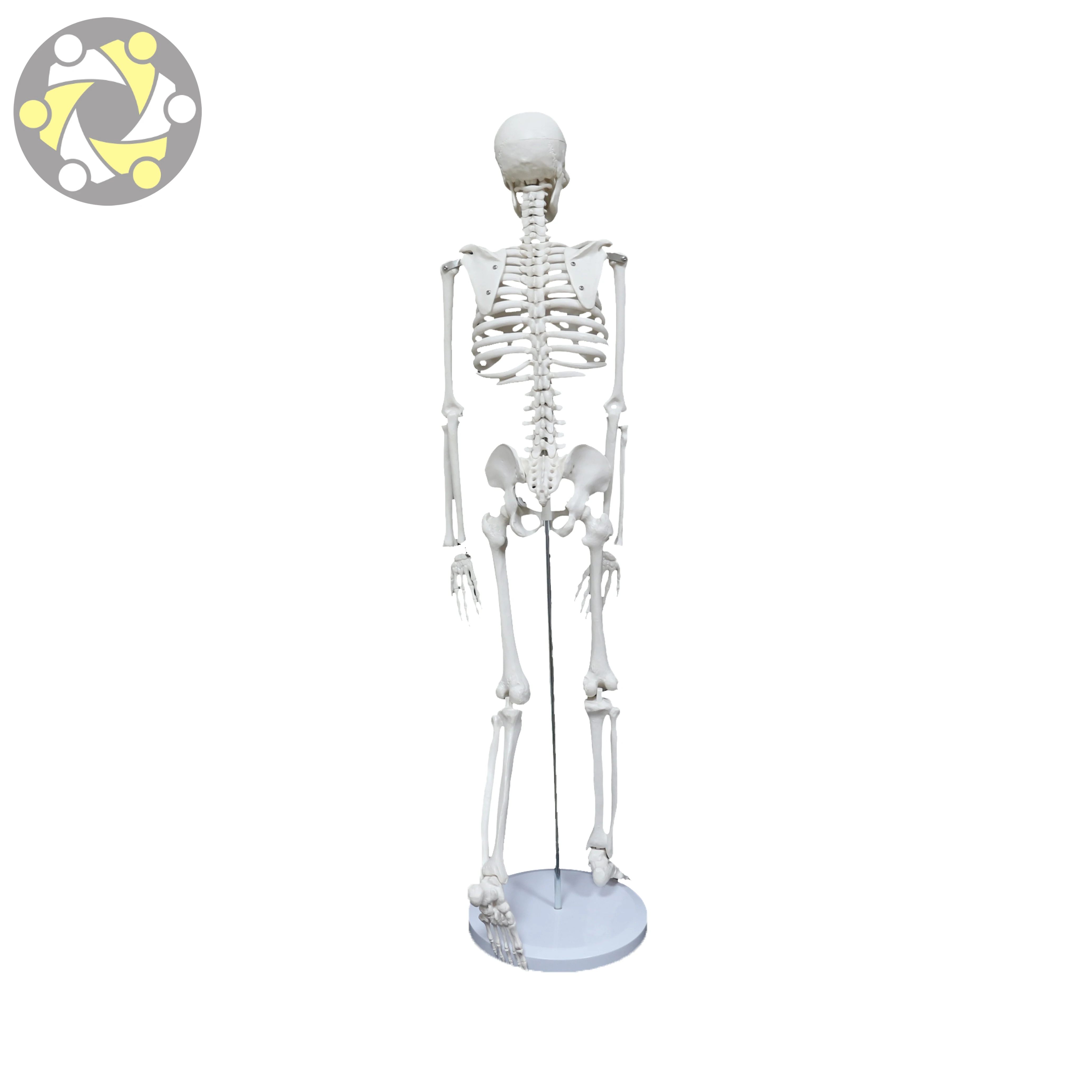 Medical Science 85CM Plastic Flexible Skeleton Human Anatomy Model