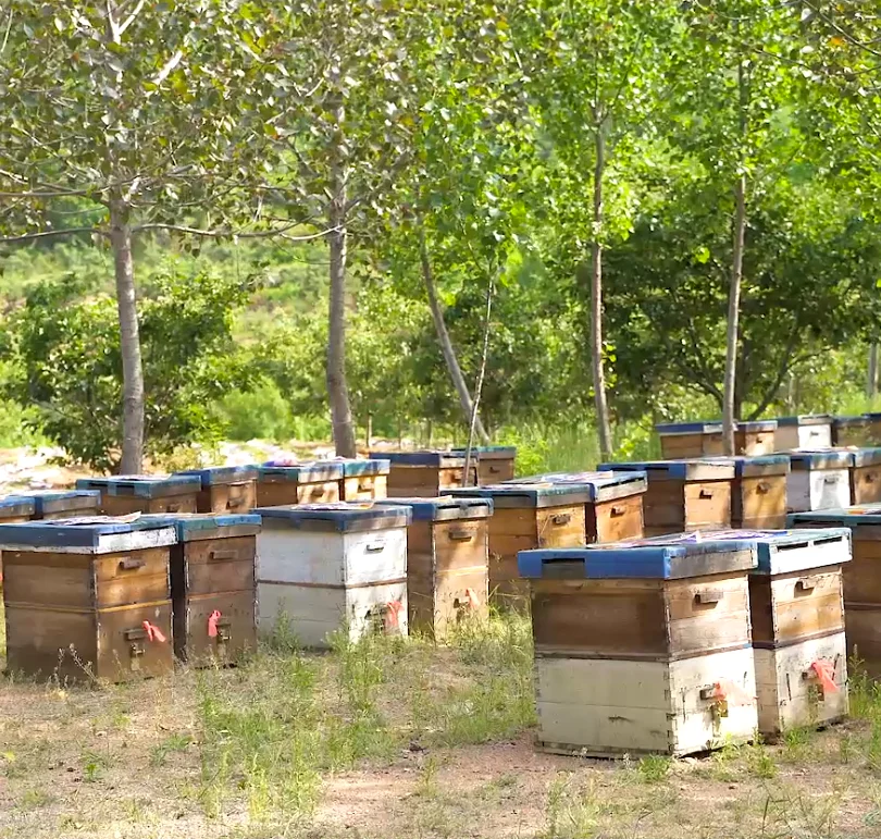 500 г органический натуральный мед, чистый горный цветок, мед