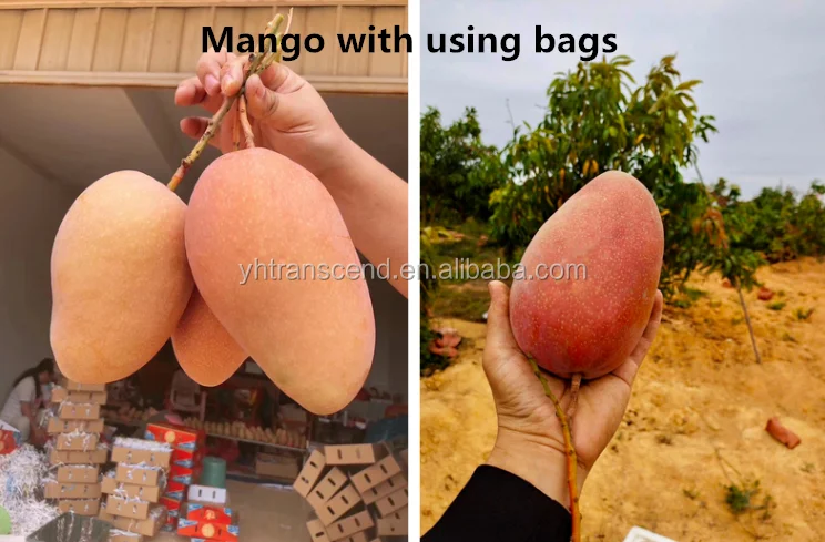 Mango Covering Paper Bags for Fruit protection Growing Protection Bag