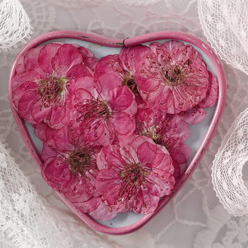 12pcs/bag Plum Blossom Card Making Supplies Resin Jewelry Natural Plant Eco-friendly Real Pressed Flower