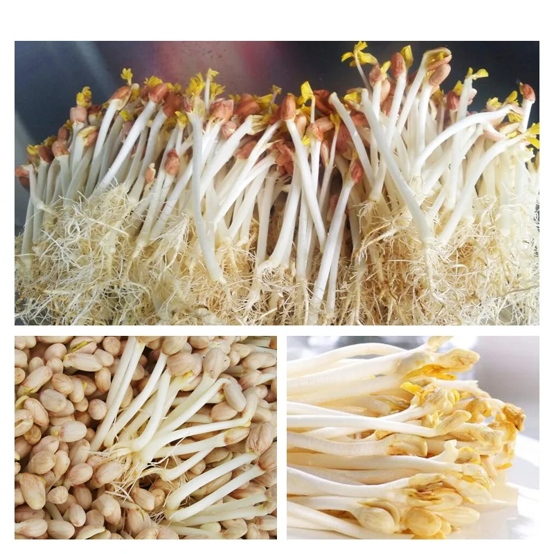 easy operation Mung Bean Sprout Machine/Bean Sprout Making Machine/bean sprout  machine