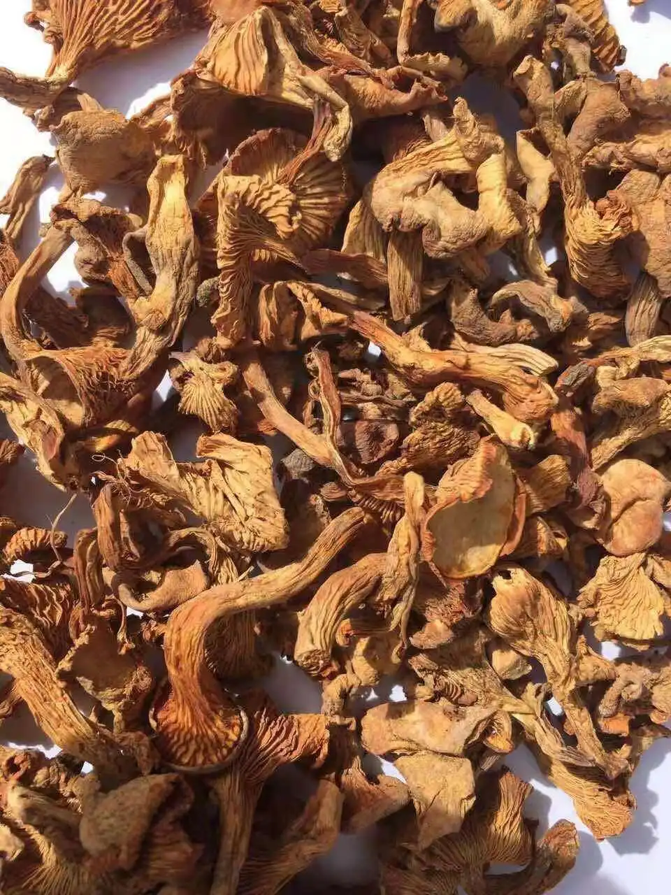 Dried wild chanterelle mushrooms Cantharellus Cibarius