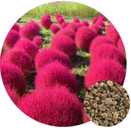 Бесплатная доставка, мексиканские семена кохии