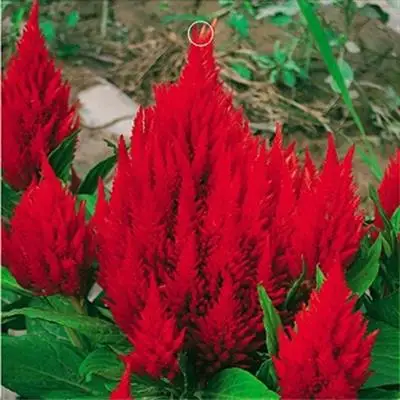 2020 новые свежие семена цветка целозии ярко-красного цвета с высоким коэффициентом проращивания