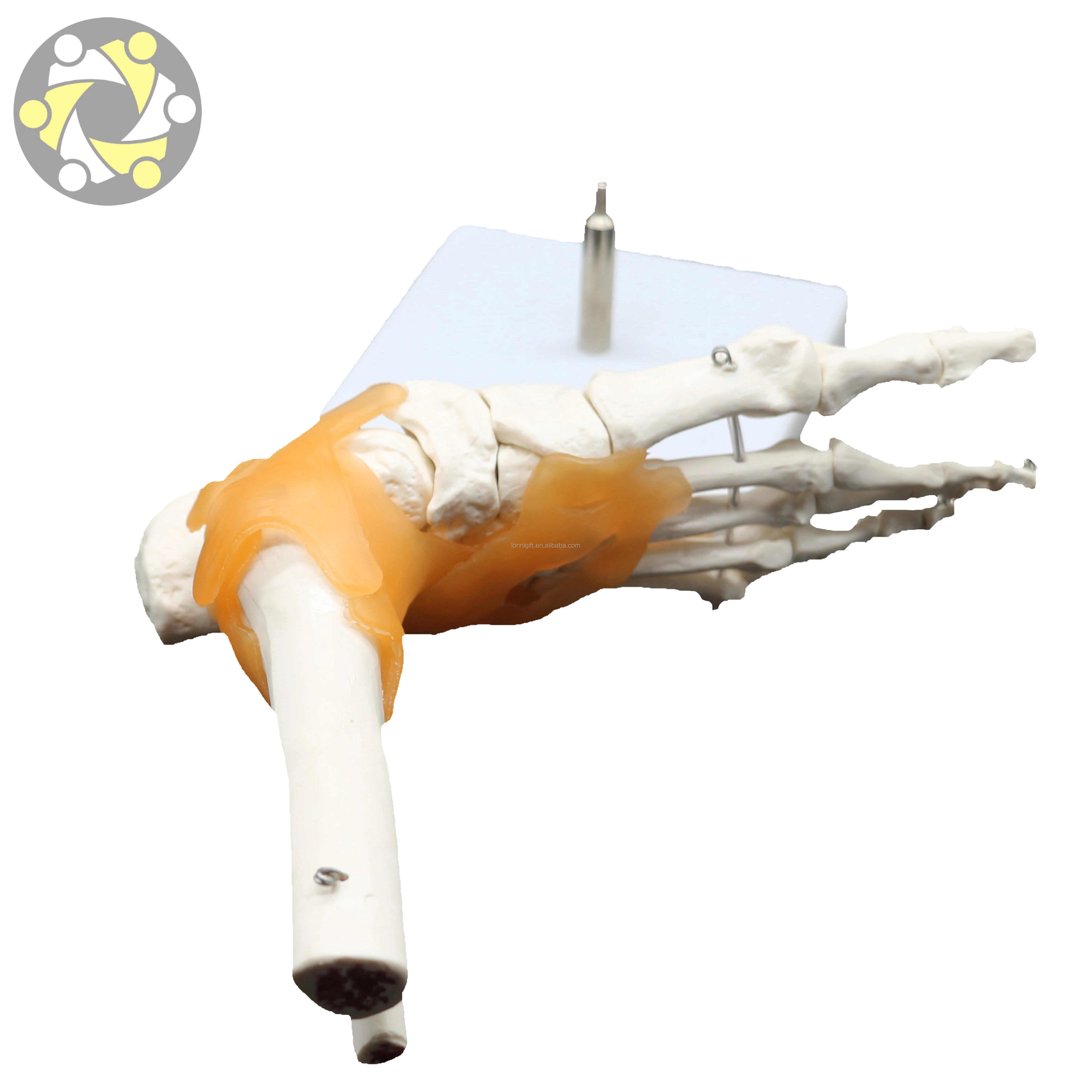 Low price foot joint model in stock