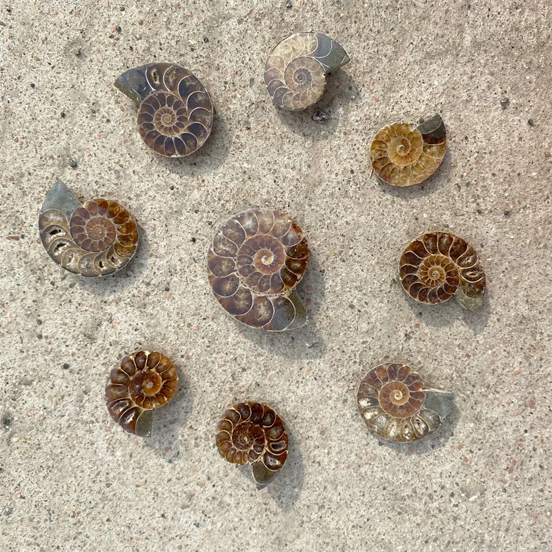 Wholesale Natural Crystal Fossil Colorful Conch Shell Mineral Specimen Slice For Decoration