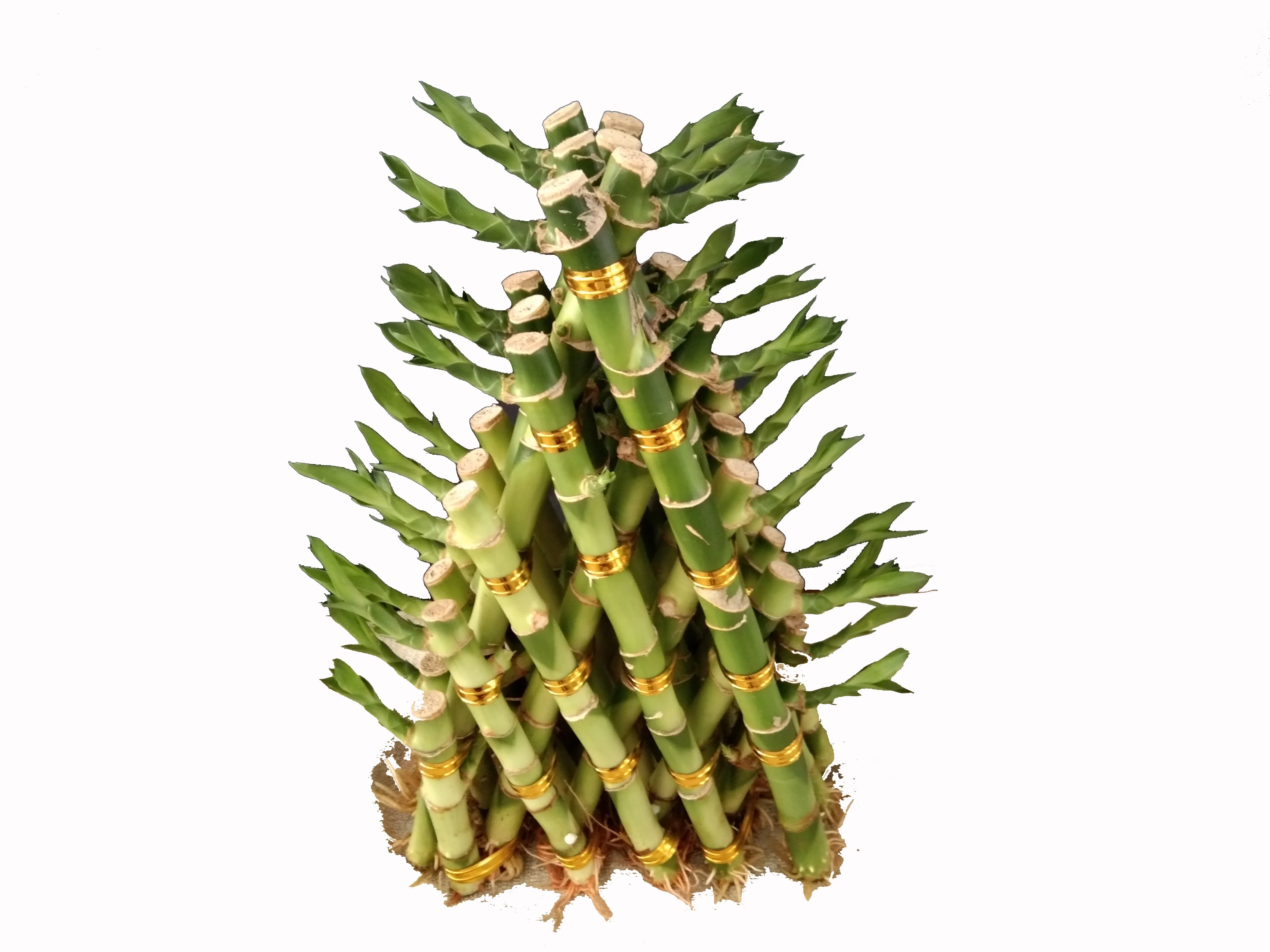 
Zhanjiang Indoor pyramid Bamboo Factory Lucky Bamboo pyramid Green Spiral lucky bamboo dracaena sanderiana 