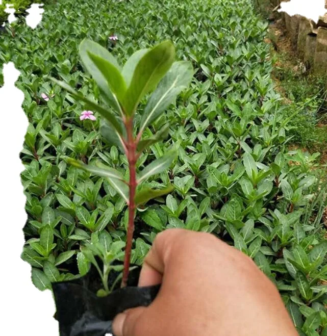 Высококачественные семена первичной завивки мадагаскарского для посадки