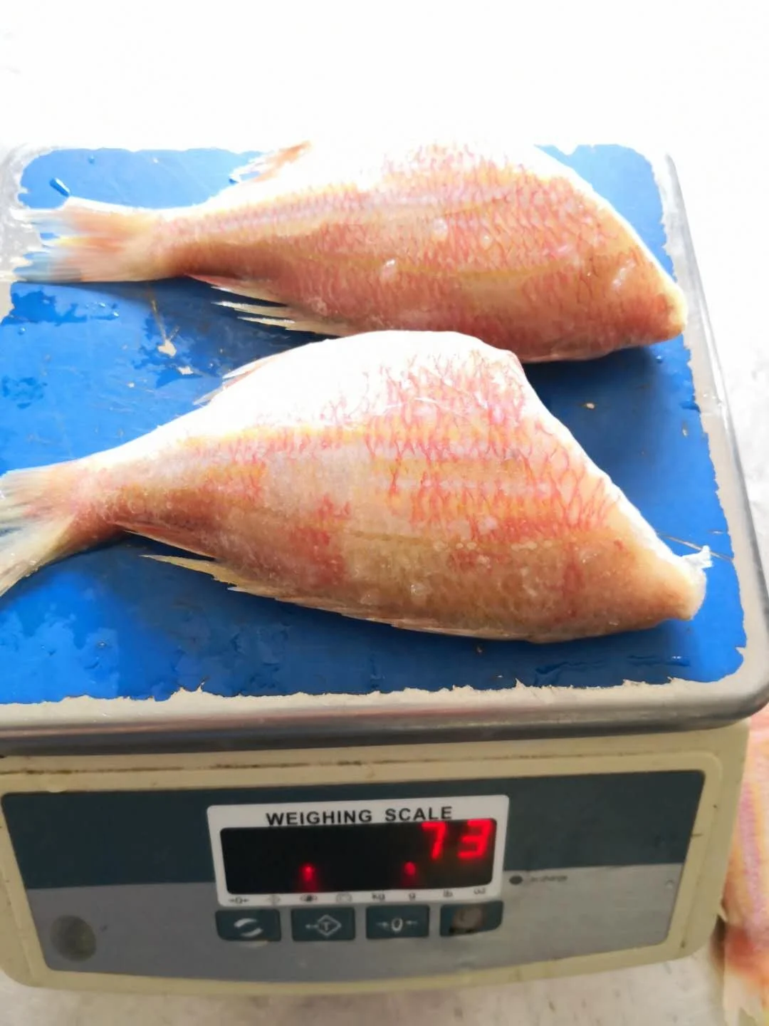 Indonesia Origin Seafood Frozen Red Seabream