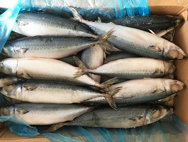 Top Quality Frozen Pacific Mackerel Fish With Wholesale