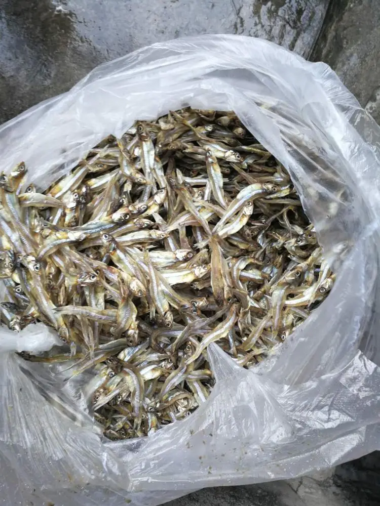 China origin  Dried Anchovy for Human